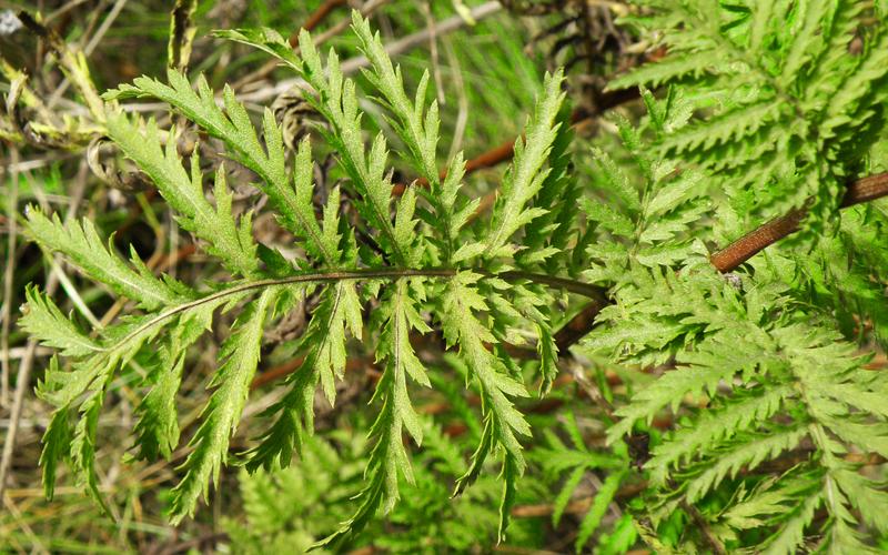 Common Tansy | Minnesota Department of Agriculture